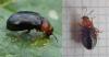 Podagrica malvae